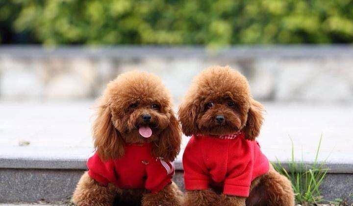 全球六大萌犬排行榜2025近期排名前十名榜单出炉