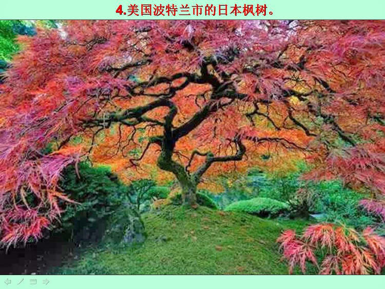 世界十大特别美的树2025年排名前十名榜单出炉