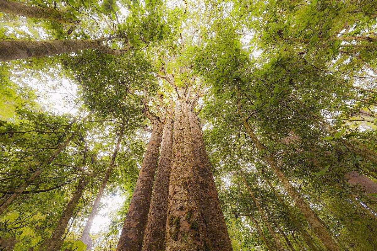 世界十大特别美的树2025年排名前十名榜单出炉