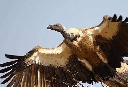 世界上飞的最高的鸟TOP10 黑白兀鹫可以翱翔万米高空(2024年最新排名前十榜单)