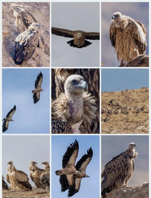 世界上飞的最高的鸟TOP10 黑白兀鹫可以翱翔万米高空(2024年最新排名前十榜单)