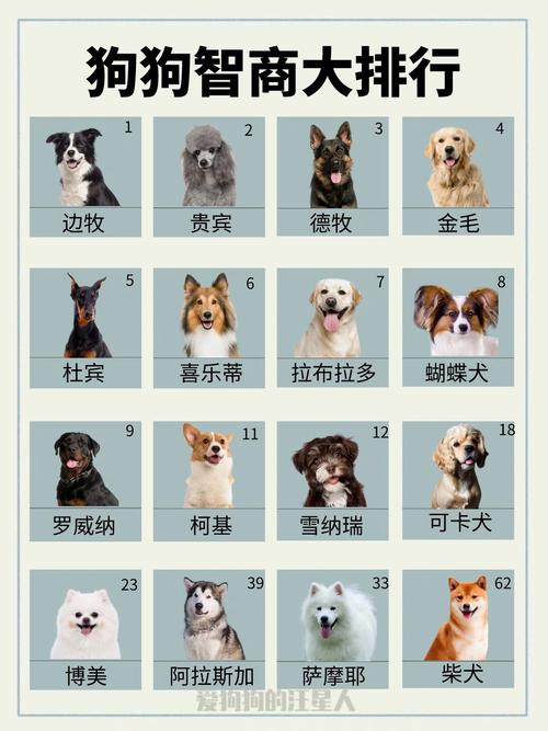 世界上最聪明的动物排名前十，智商最高的动物前十名(附2024年最新排行榜前十名单)