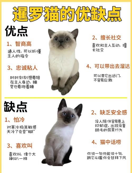 世界上10大最好看的猫品种 波斯猫/暹罗猫居前两位(附2024排名前十榜单)