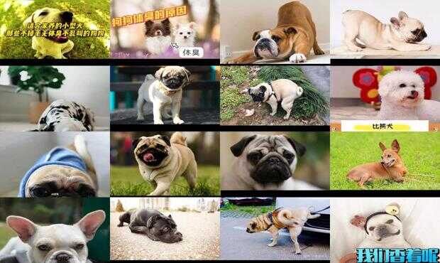 狗的平均寿命排行榜2023最新排名前十名对比