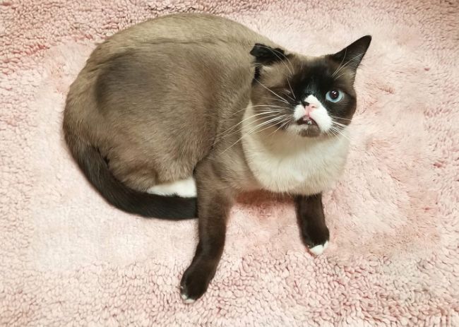 世界上最受欢迎的宠物排名,2024最新排名前十名对比