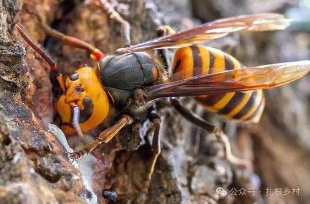 世界上最大的马蜂，其体长达到6厘米