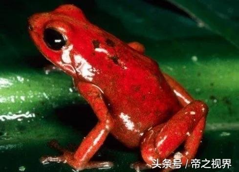 世界上最毒的青蛙，黄金箭毒蛙体长不超5厘米