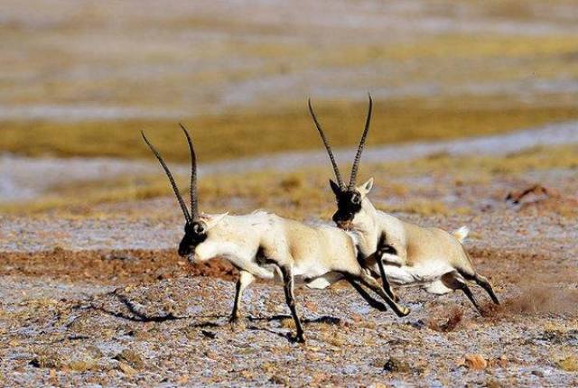 世界上跳得最远的动物，藏羚羊拥有天生弹跳力