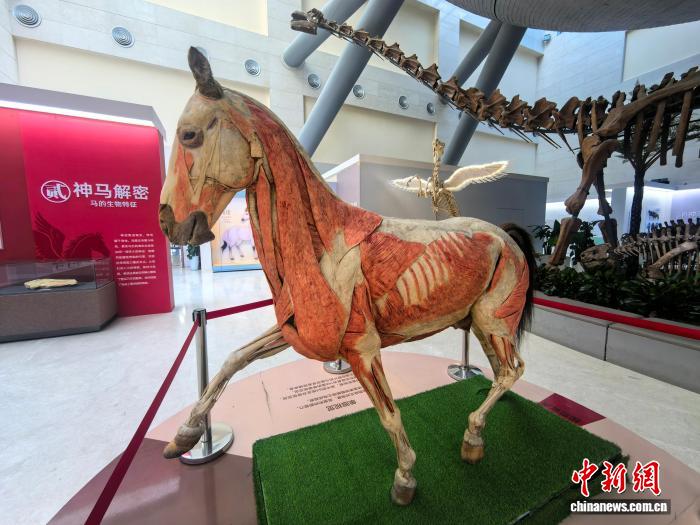 (新春见闻)“神马”迎新春 山西开启一场自然科学与文化的盛宴