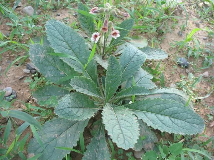 十大六味地黄丸品牌排行榜2025年排名前十名榜单出炉