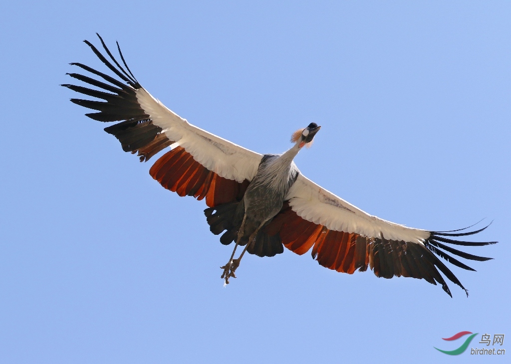 世界上现存最高的飞行鸟类：赤颈鹤身高达2米 堪比姚明！(附2024排名前十完整榜单)