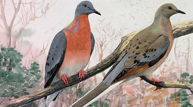 世界上现存最高的飞行鸟类:赤颈鹤身高达2米 堪比姚明!(附2024排名前十完整榜单)