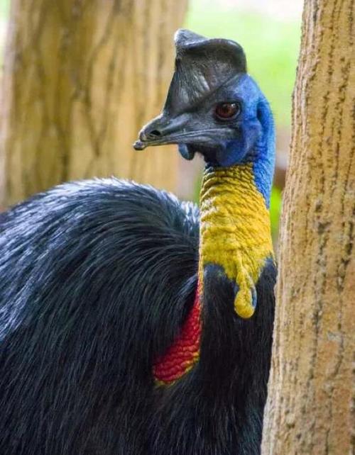 世界上现存最高的飞行鸟类:赤颈鹤身高达2米 堪比姚明!(附2024排名前十完整榜单)