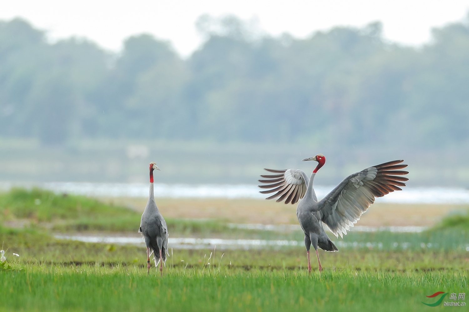 世界上现存最高的飞行鸟类:赤颈鹤身高达2米 堪比姚明!(附2024排名前十完整榜单)