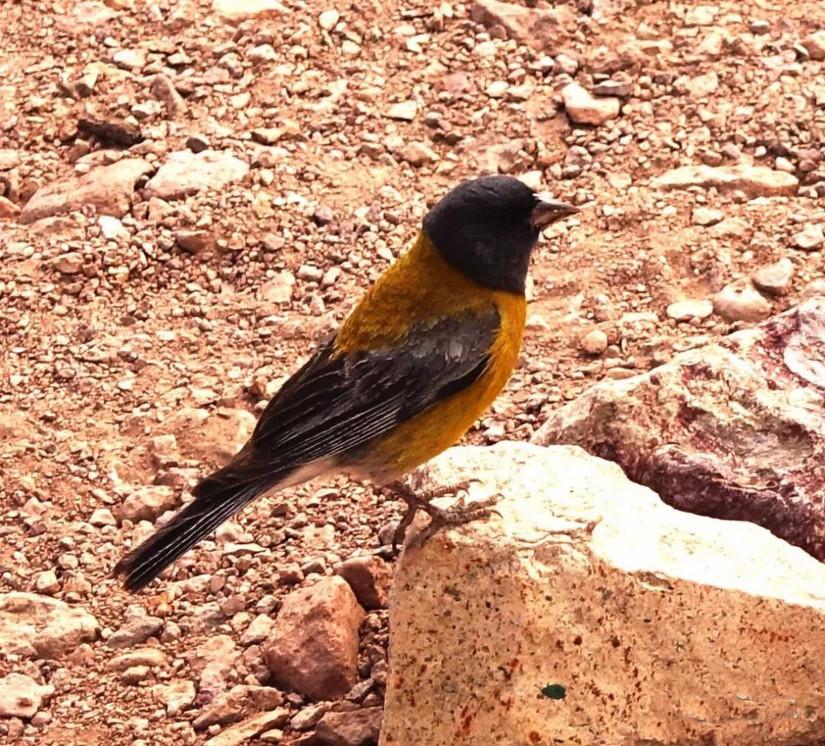 世界上最高的死火山，阿空加瓜山高6962米（国外最高的火山阿空加瓜）