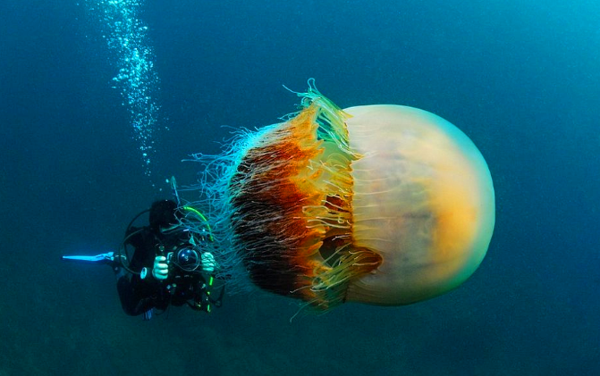 世界上十大剧毒水母，箱形水母居第四