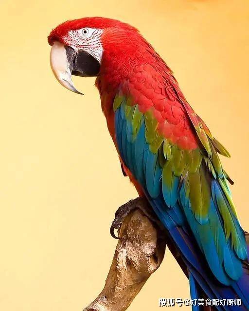 颜色最鲜艳的动物有哪些？世界上颜色最鲜艳的10大动物(附2024排名前十完整榜单)