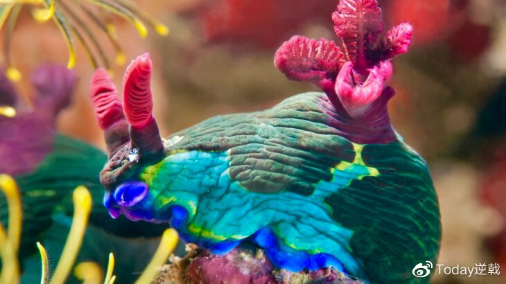 颜色最鲜艳的动物有哪些?世界上颜色最鲜艳的10大动物(附2024排名前十完整榜单)