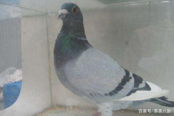 世界上最贵的赛鸽，比利时鸽子被拍出1030万元