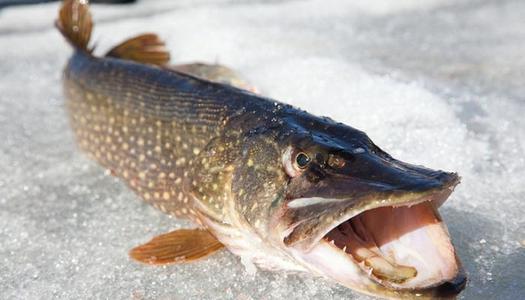 世界上寿命最长的鱼，狗鱼能活200多岁