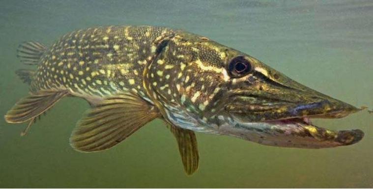 世界上寿命最长的鱼,狗鱼能活200多岁