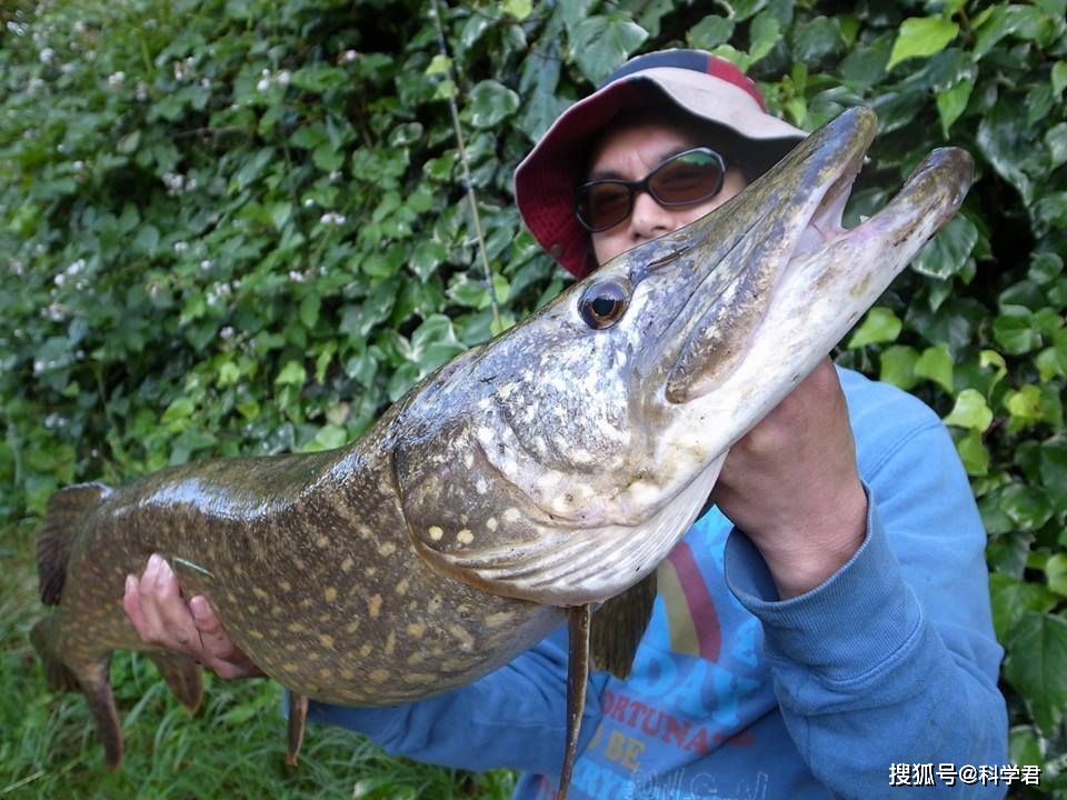 世界上寿命最长的鱼,狗鱼能活200多岁