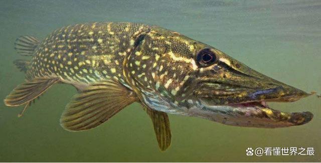 世界上寿命最长的鱼,狗鱼能活200多岁