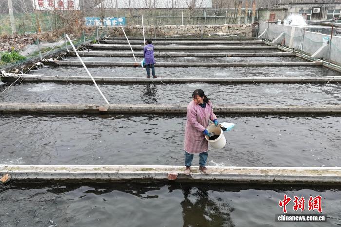 （走进中国乡村）中国太行山下“游出”三文鱼