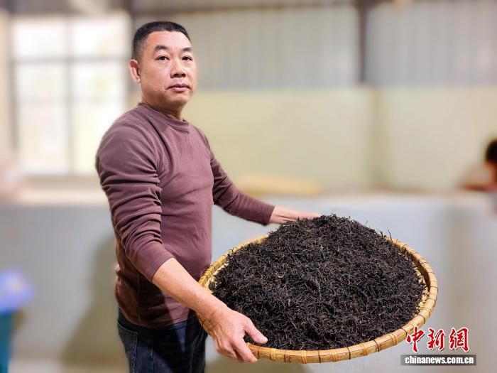 广东台山头春红茶香飘海内外