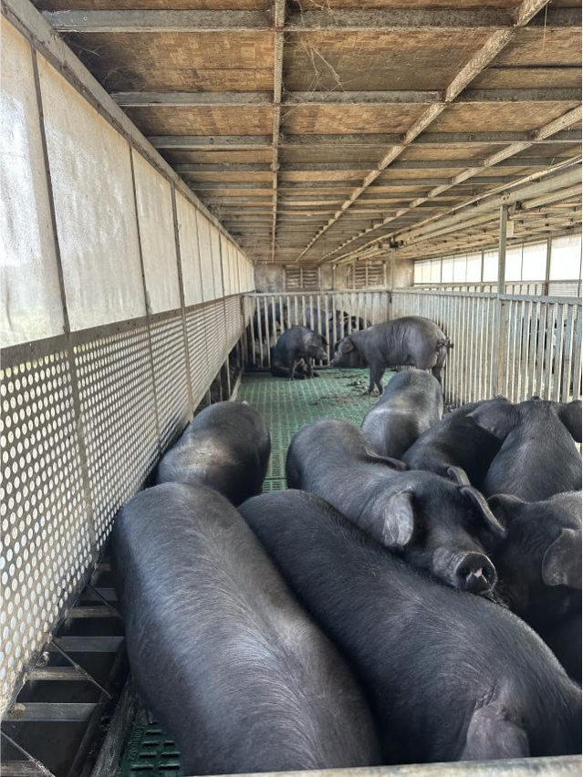 恒丰银行为新春“肉篮子”添“金”