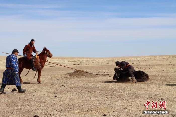 春日里的马驹“成年礼”：一剪一印间传承草原马文化