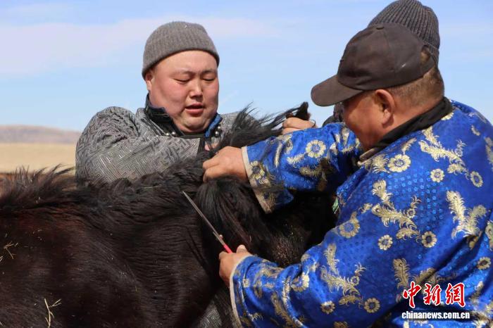 春日里的马驹“成年礼”:一剪一印间传承草原马文化