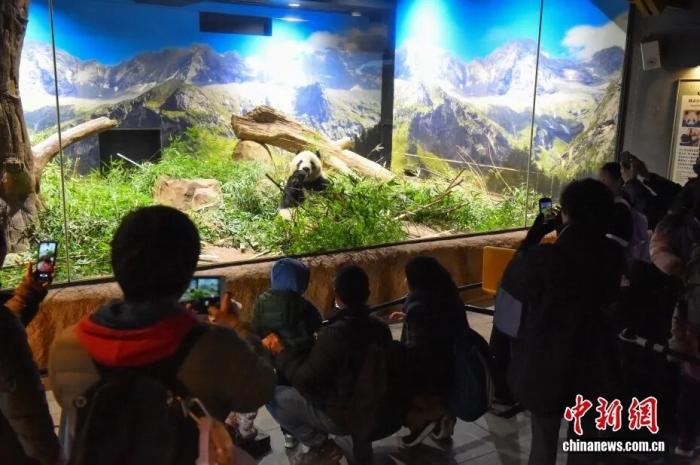 1972年以来首次,日本大熊猫“归零”