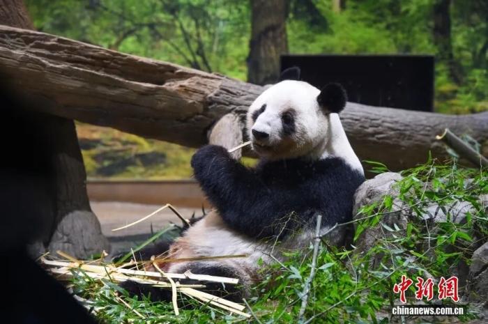 1972年以来首次,日本大熊猫“归零”