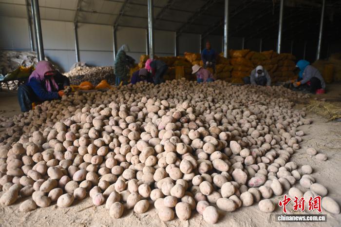 （走进中国乡村）“中国薯都”甘肃定西马铃薯“七十二变”花样出海