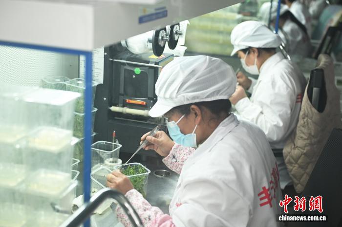 (走进中国乡村)“中国薯都”甘肃定西马铃薯“七十二变”花样出海