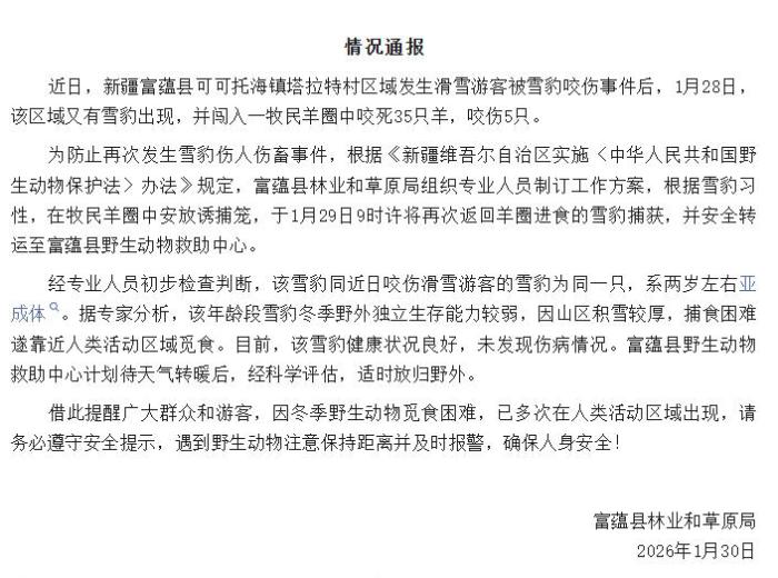 新疆富蕴再现雪豹咬死35只羊被捕获 初步判断与咬伤滑雪游客的雪豹为同一只