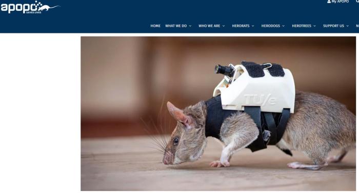 驼马耐劳、军犬立功、老鼠救人,“动物士兵”不简单